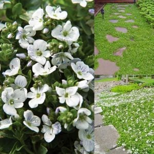 Yer örtücü veronica repens fidesi beyaz çiçekli 45 jumbo fide