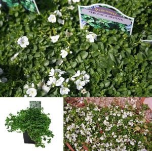 Yer örtücü veronica repens fidesi beyaz çiçekli 45 jumbo fide