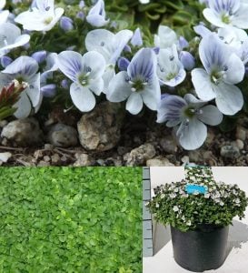 Yer örtücü veronica repens fidesi beyaz çiçekli 45 jumbo fide