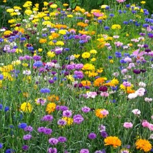 Yenilebilir Çiçek tohumu karışımı edible flowers seed mix