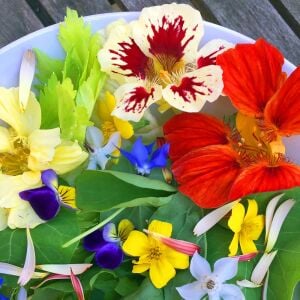 Yenilebilir Çiçek tohumu karışımı edible flowers seed mix