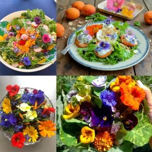 Yenilebilir Çiçek tohumu karışımı edible flowers seed mix