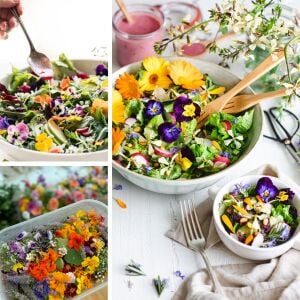 Yenilebilir Çiçek tohumu karışımı edible flowers seed mix