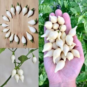 Beyaz biquinho biberi tohumu turşuluk süs biberi