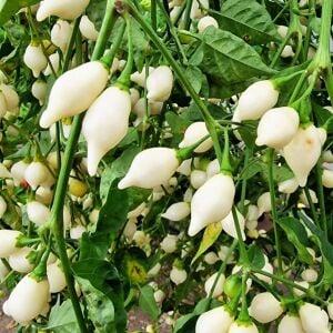Beyaz biquinho biberi tohumu turşuluk süs biberi