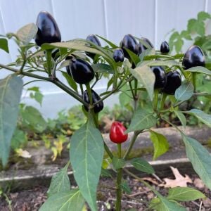 Black Prince Süs biberi tohumu kara prens biberi