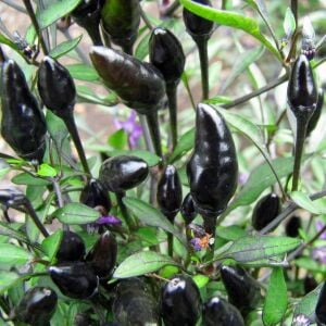 Black Prince Süs biberi tohumu kara prens biberi
