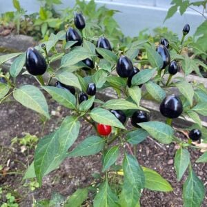 Black Prince Süs biberi tohumu kara prens biberi