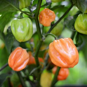 Şeftali şapka biberi tohumu Peach Scotch Bonnet pepper seed
