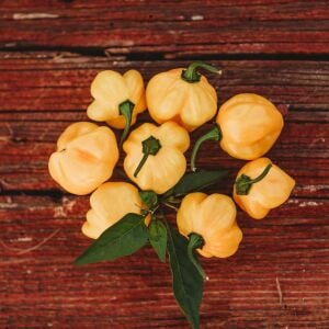 Şeftali şapka biberi tohumu Peach Scotch Bonnet pepper seed