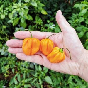 Şeftali şapka biberi tohumu Peach Scotch Bonnet pepper seed