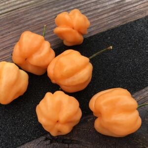 Şeftali şapka biberi tohumu Peach Scotch Bonnet pepper seed