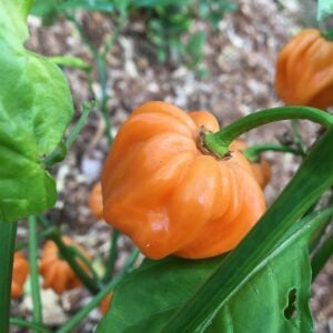 Şeftali şapka biberi tohumu Peach Scotch Bonnet pepper seed