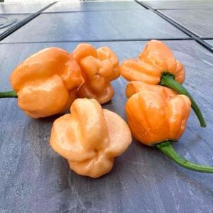 Şeftali şapka biberi tohumu Peach Scotch Bonnet pepper seed