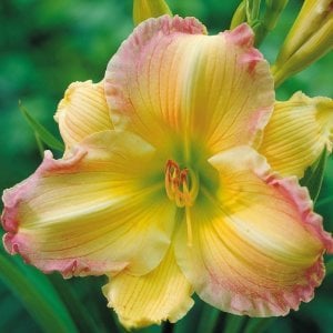 Kokulu big smile güngüzeli çiçeği saksıda hemerocallis