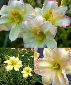 Kokulu big smile güngüzeli çiçeği saksıda hemerocallis