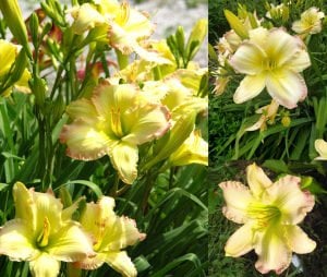 Kokulu big smile güngüzeli çiçeği saksıda hemerocallis