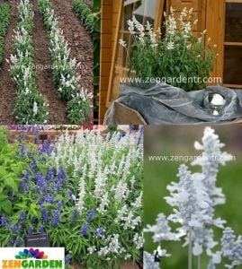 Beyaz salvia victoria fidesi - yaz boyu çiçekli