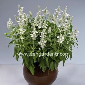 Beyaz salvia victoria fidesi - yaz boyu çiçekli