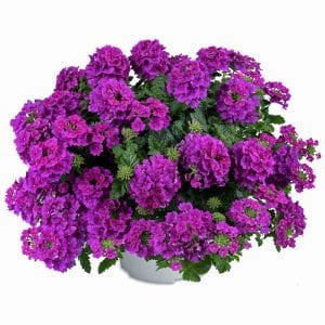 Lanai bright purple mor yer minesi çiçeği fidesi verbena