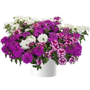Lanai bright purple mor yer minesi çiçeği fidesi verbena