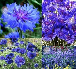 Mavi bodur peygamber çiçeği tohumu centaurea cyanus cornflower