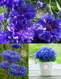 Mavi bodur peygamber çiçeği tohumu centaurea cyanus cornflower