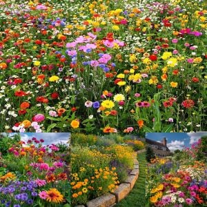 Zengarden kır çiçekleri tohumu karışımı 12 gr. sürdürülebilir bahçecilik