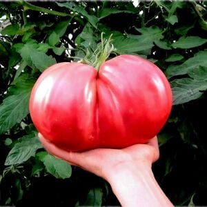 Crnkovic Yugoslav Atalık Domates Tohumu