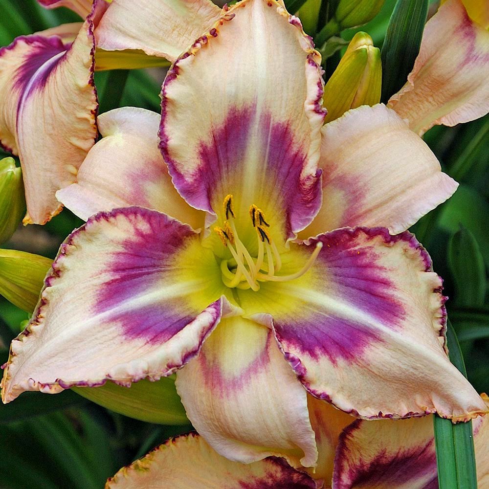 Kokulu Destined to See güngüzeli çiçeği saksıda hemerocallis