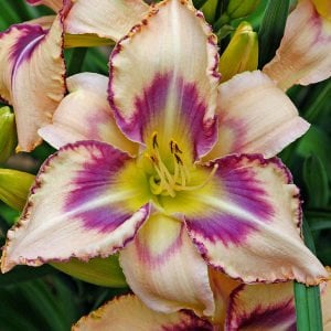 Kokulu Destined to See güngüzeli çiçeği saksıda hemerocallis