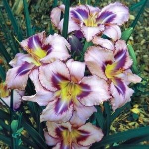 Kokulu Destined to See güngüzeli çiçeği saksıda hemerocallis
