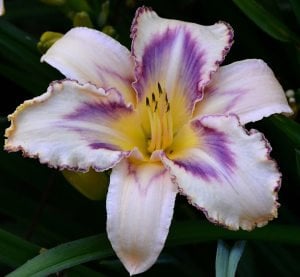 Kokulu Destined to See güngüzeli çiçeği saksıda hemerocallis