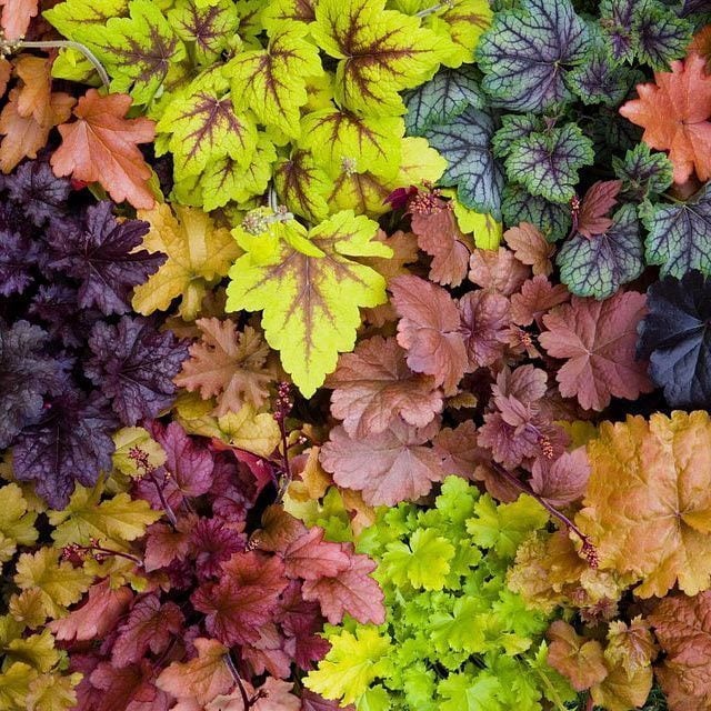 Heuchera fidesi indian summer karışımı 3 saksı