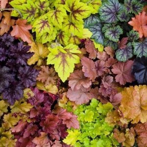Heuchera fidesi indian summer karışımı 3 saksı