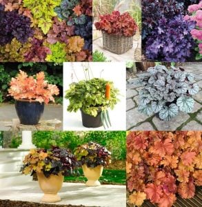 Heuchera fidesi indian summer karışımı 3 saksı