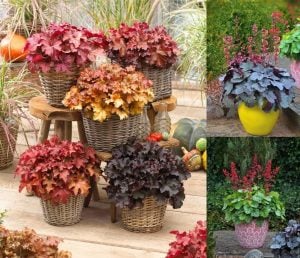 Heuchera fidesi indian summer karışımı 3 saksı