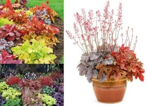 Heuchera fidesi indian summer karışımı 3 saksı