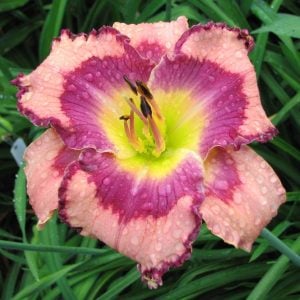 Kokulu Get Jiggy güngüzeli çiçeği saksıda hemerocallis