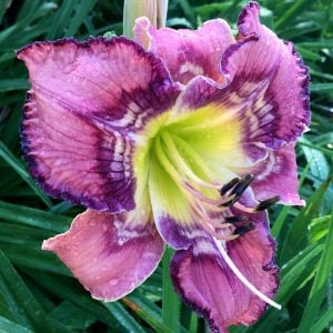 Kokulu Get Jiggy güngüzeli çiçeği saksıda hemerocallis