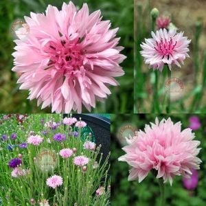 Pembe peygamber çiçeği tohumu centaurea cyanus cornflower