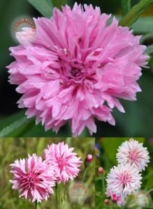 Pembe peygamber çiçeği tohumu centaurea cyanus cornflower