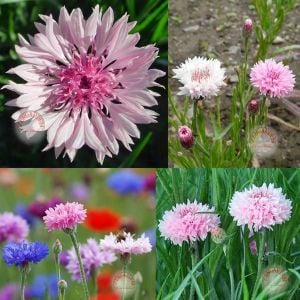 Pembe peygamber çiçeği tohumu centaurea cyanus cornflower