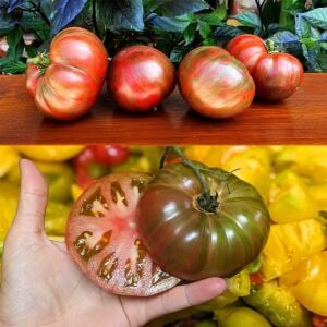 Çikolata Şimşek Atalık Domates Tohumu