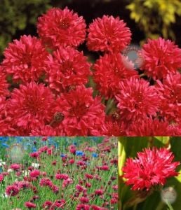 Kırmızı peygamber çiçeği tohumu centaurea cyanus cornflower