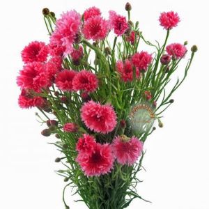 Kırmızı peygamber çiçeği tohumu centaurea cyanus cornflower