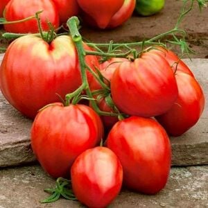 Boğa Yüreği Atalık Domates Tohumu