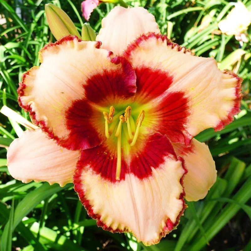 Berrylicious güngüzeli çiçeği saksıda hemerocallis | Zengarden