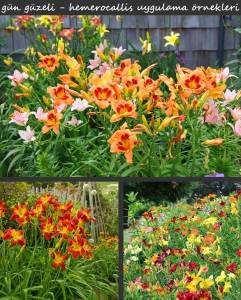 Berrylicious güngüzeli çiçeği saksıda hemerocallis