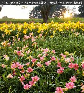 Berrylicious güngüzeli çiçeği saksıda hemerocallis